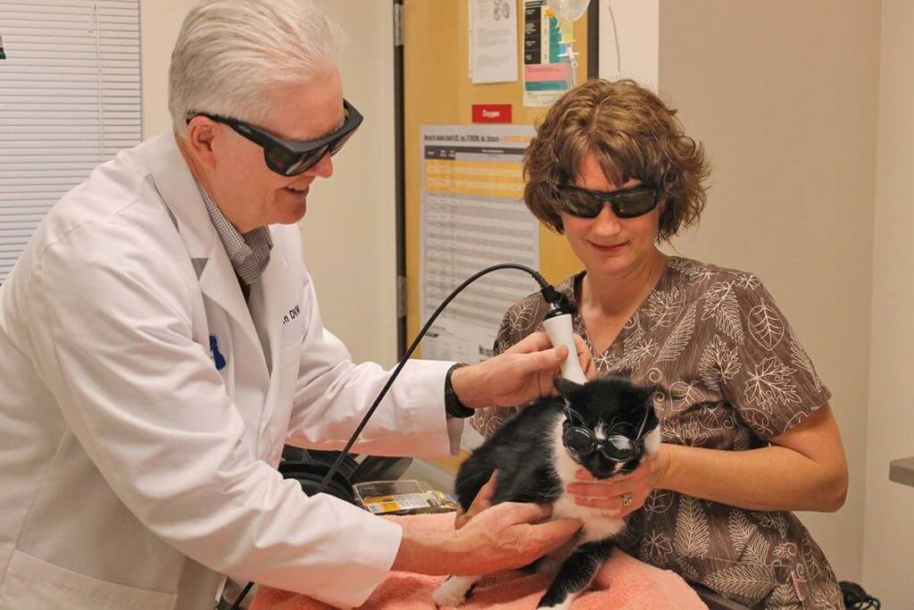 doctor, owner, and cat