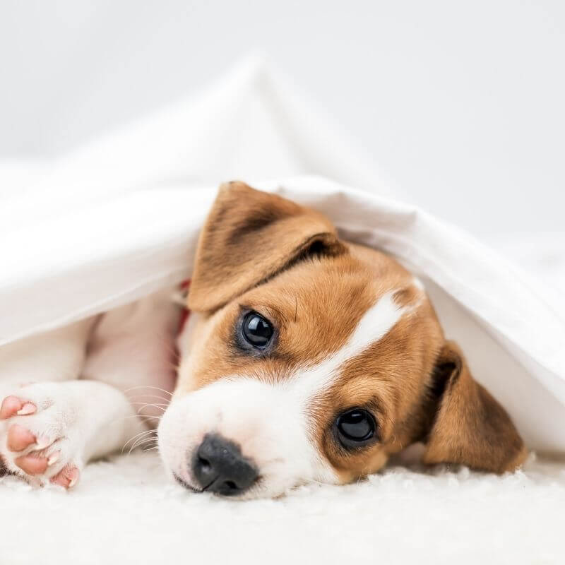 A Puppy Under a Blanket