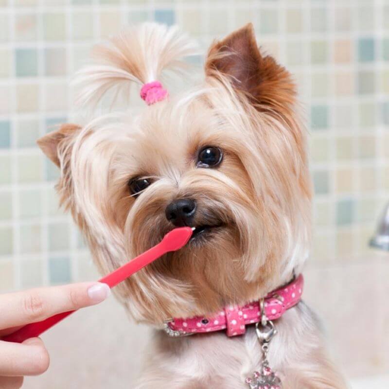 A Small Brown Dog Getting Their Teeth Brushed