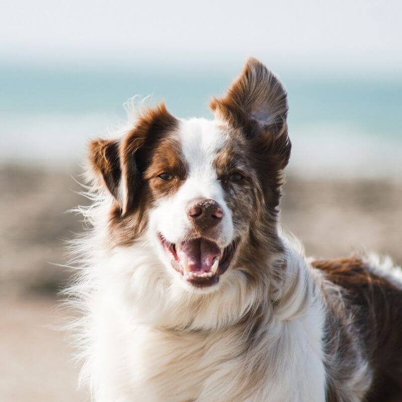 A Happy Brown and White Dog at the Beach