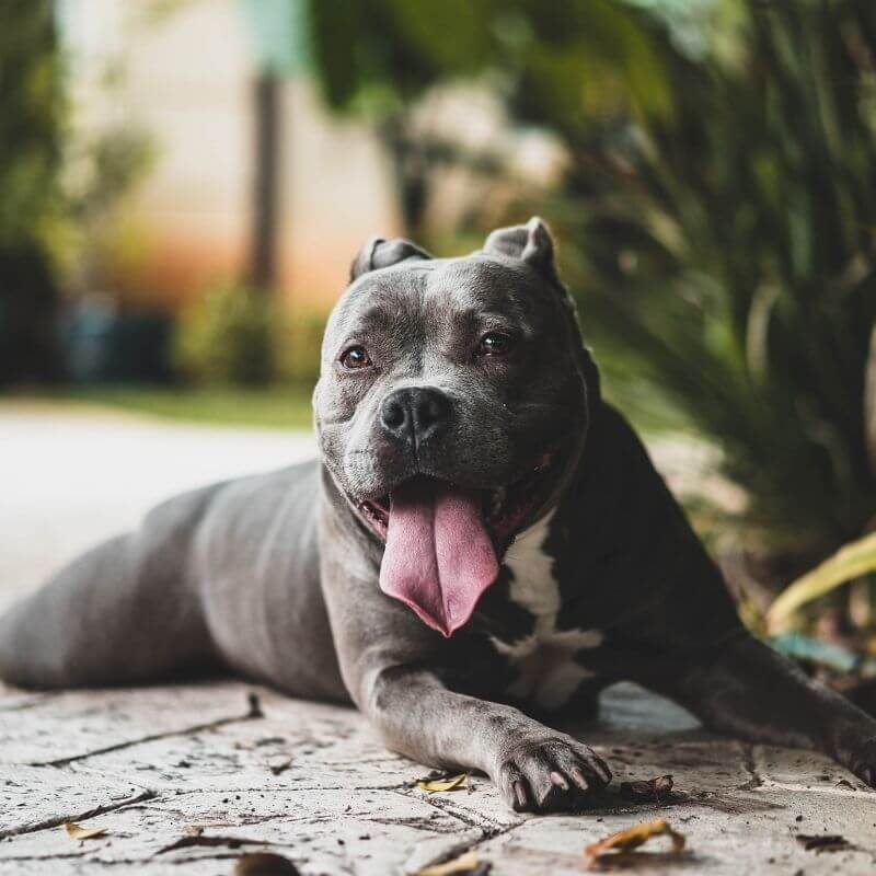 A Happy Gray and White Pitbull Lying Down Outdoors