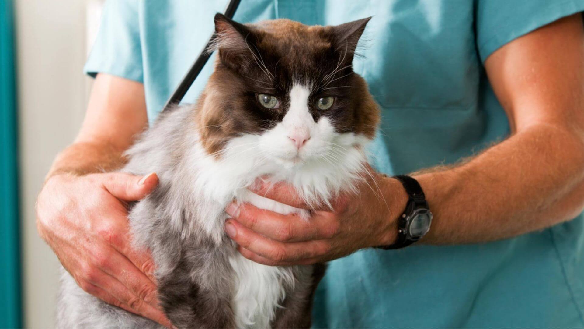 Pet Surgery In Gresham, OR | Wildwood Animal Hospital