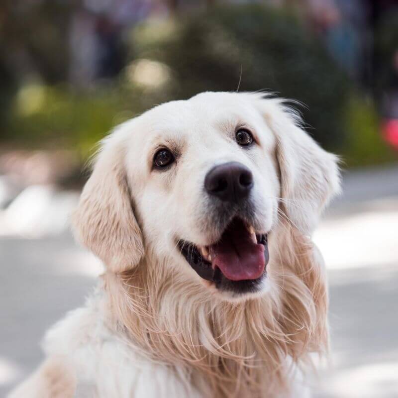 Close-up of Happy Off-white Retriever Dog