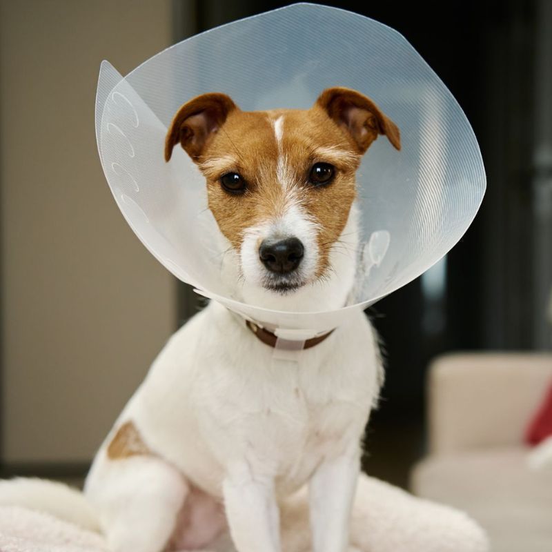 A dog wearing a protective cone