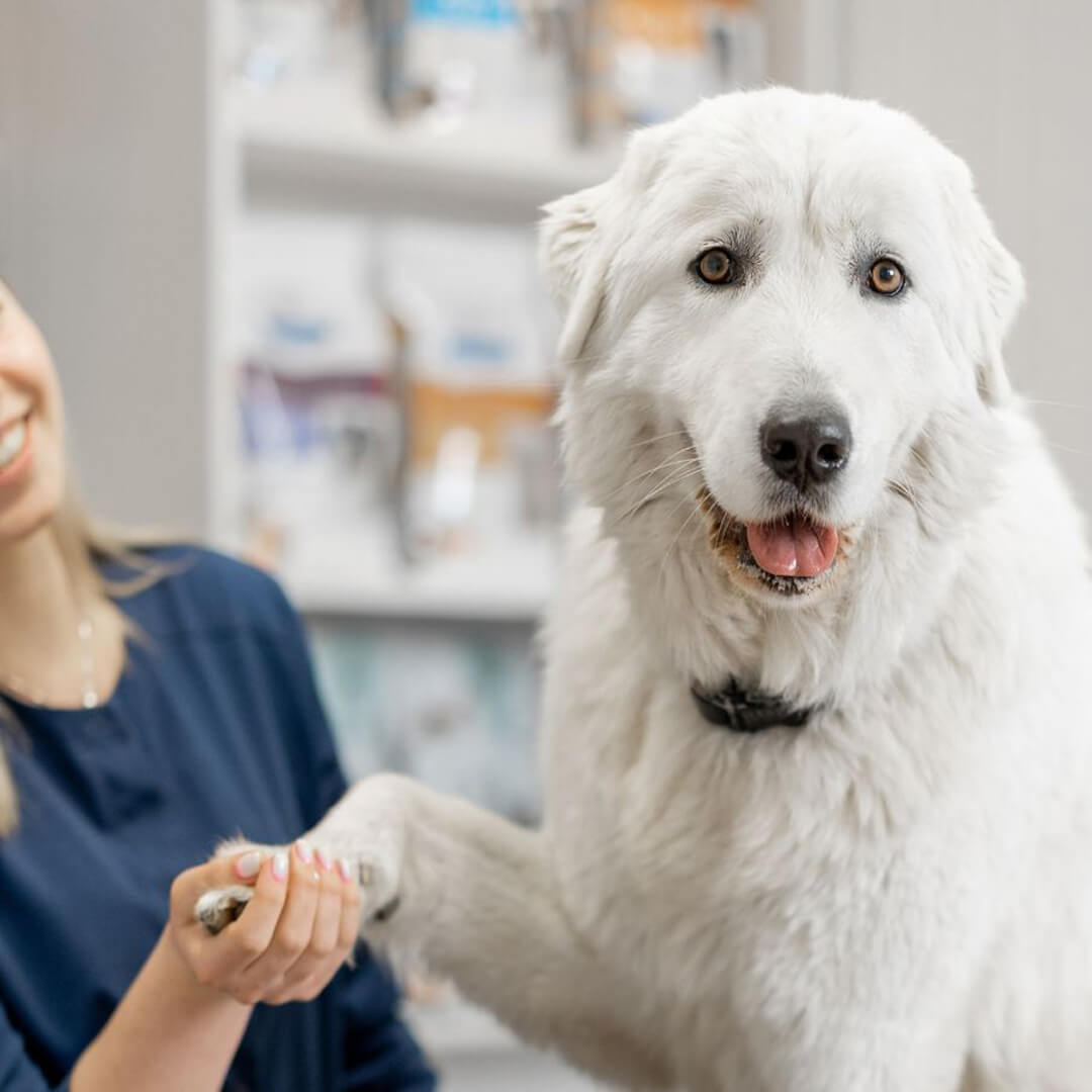 A vet holding hand of a white dog A vet holding hand of a white dog