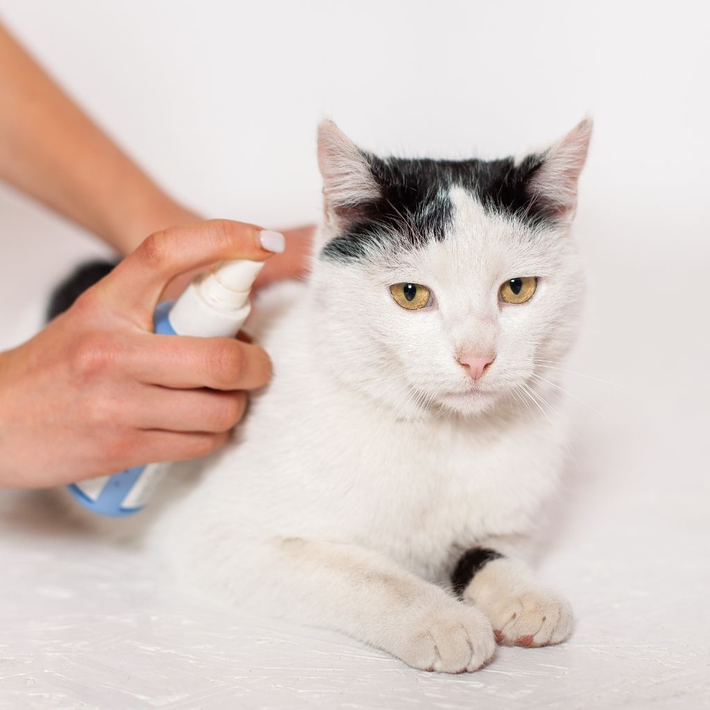 Pet Heartworm Treatment Pet Heartworm Treatment